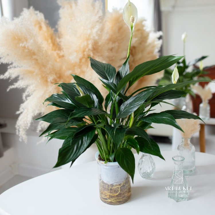 Спатифиллум Блэк (D12)