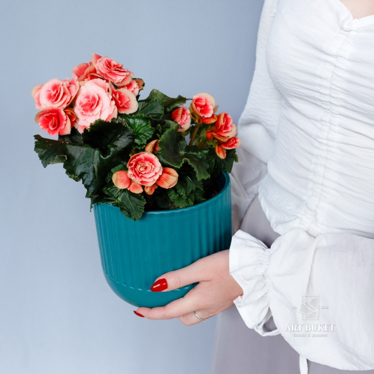 Бегония 32 см