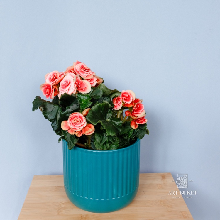 Бегония 32 см