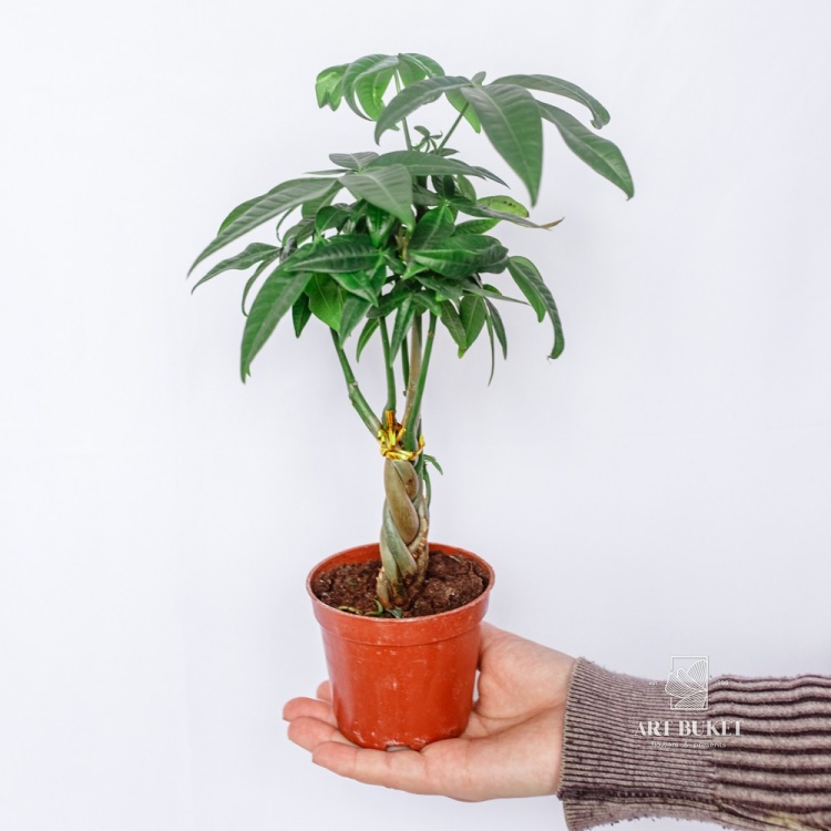 Пахира Акватика спираль d10 h30