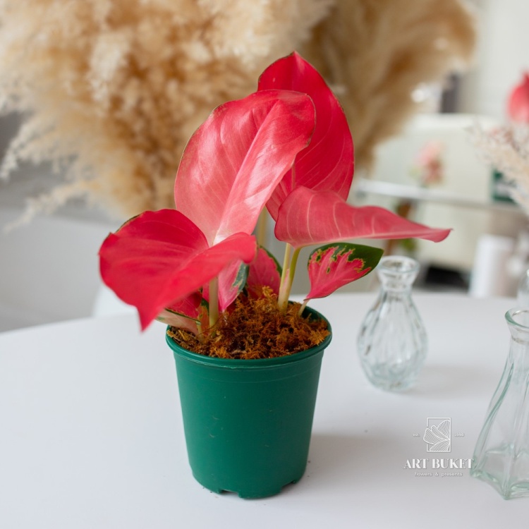 Аглаонема Империал Рэд (D12 H34)