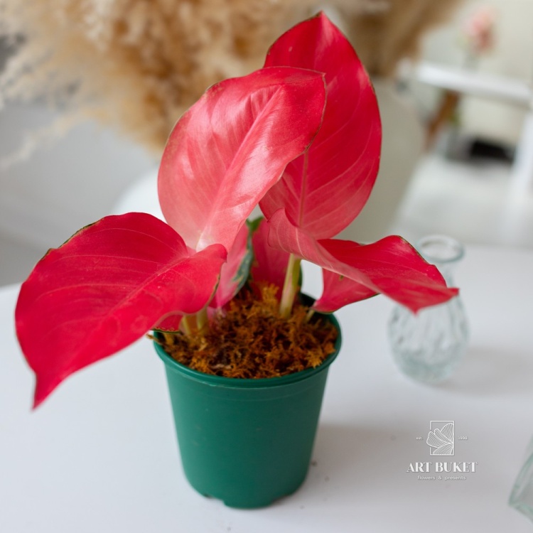 Аглаонема Империал Рэд (D12 H34)