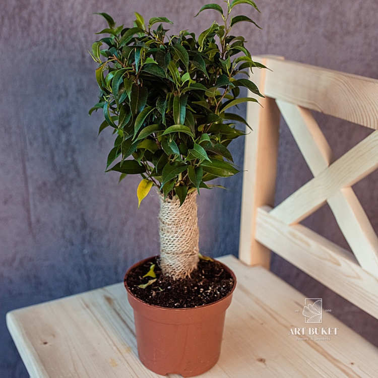 Фикус Бенджамина мини