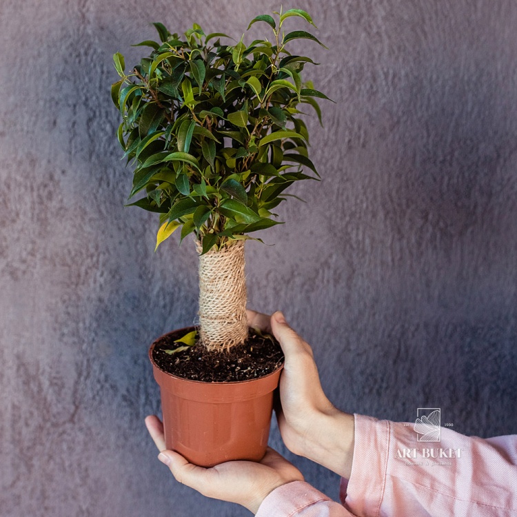 Фикус Бенджамина мини