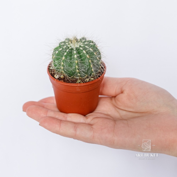 Кактус Микс d7