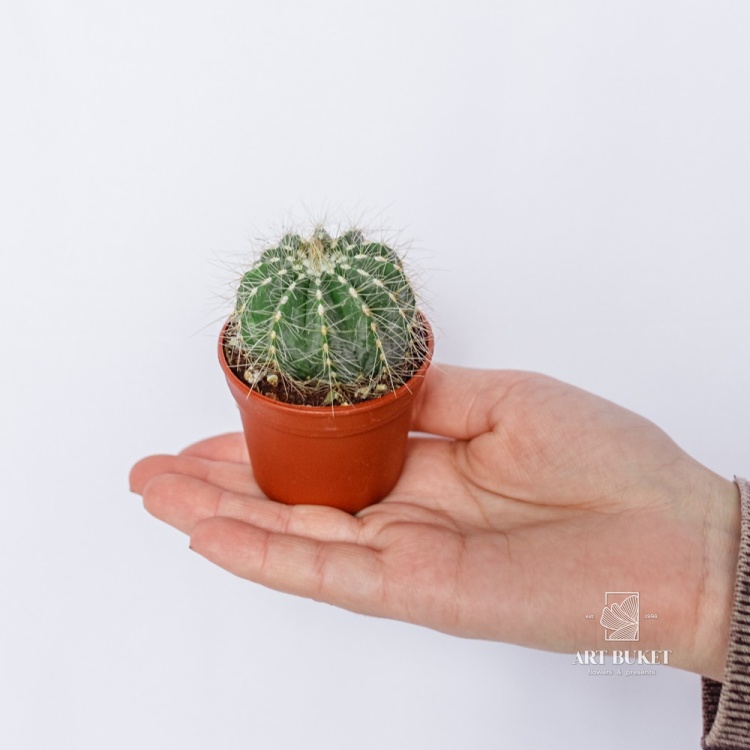 Кактус Микс d7