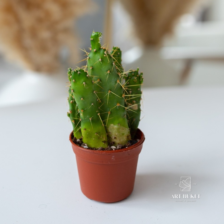 Кактус Микс d7