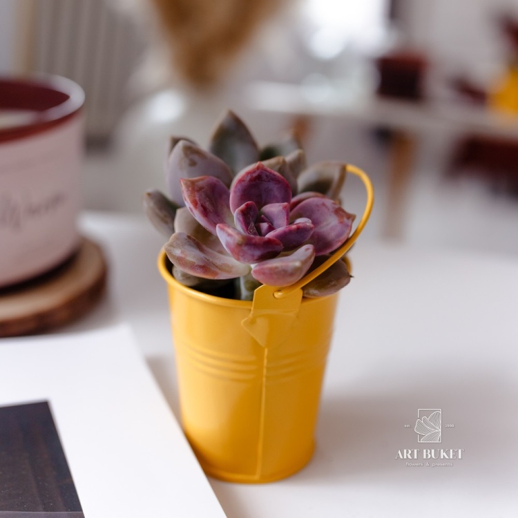 Композиция из суккулентов в цинке d9 h15