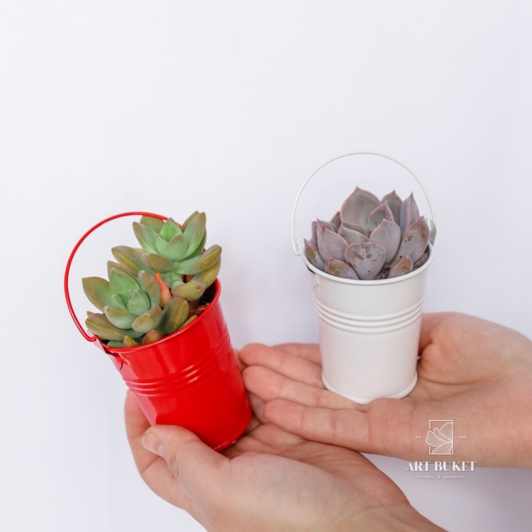 Композиция из суккулентов в цинке d9 h15