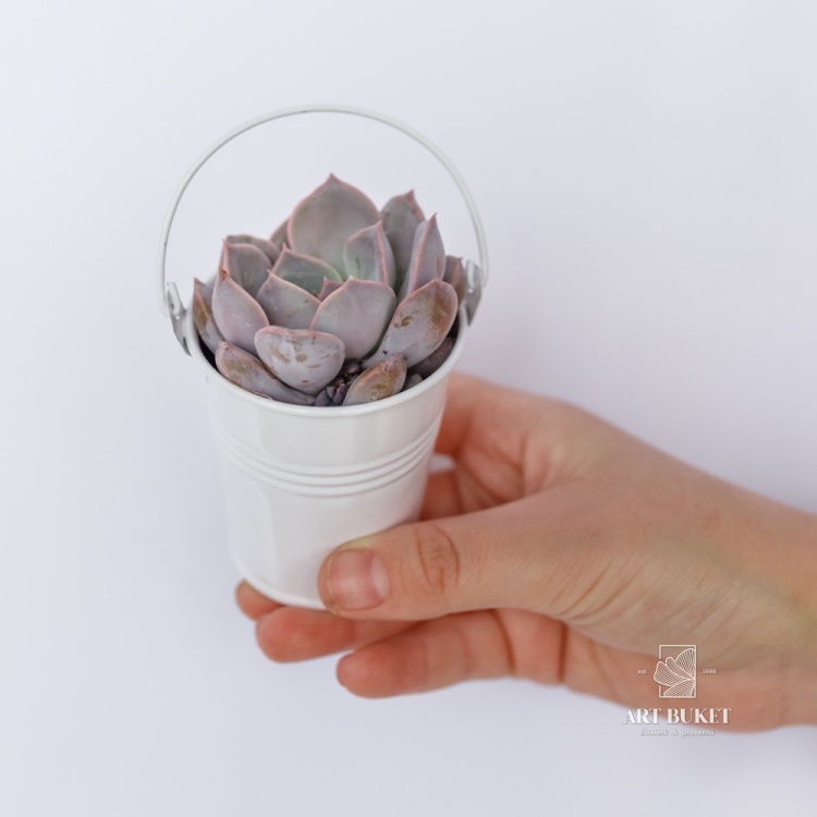 Композиция из суккулентов в цинке d9 h15