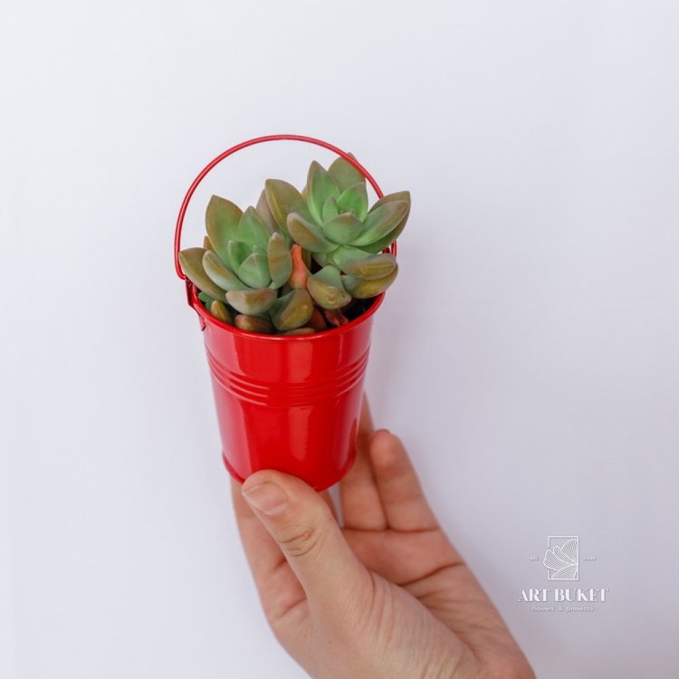 Композиция из суккулентов в цинке d9 h15