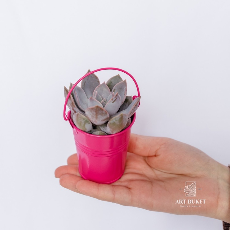 Композиция из суккулентов в цинке d9 h15