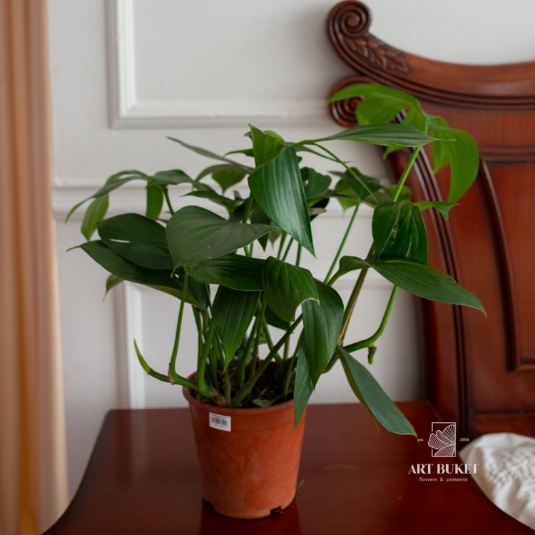 Филодендрон Флорида Грин (D18 H45)