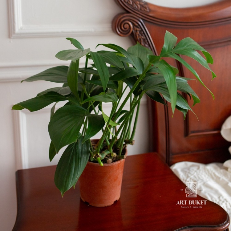 Филодендрон Флорида Грин (D18 H45)