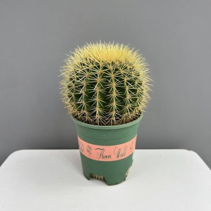 Эхинокактус Грузони D-18 H-25