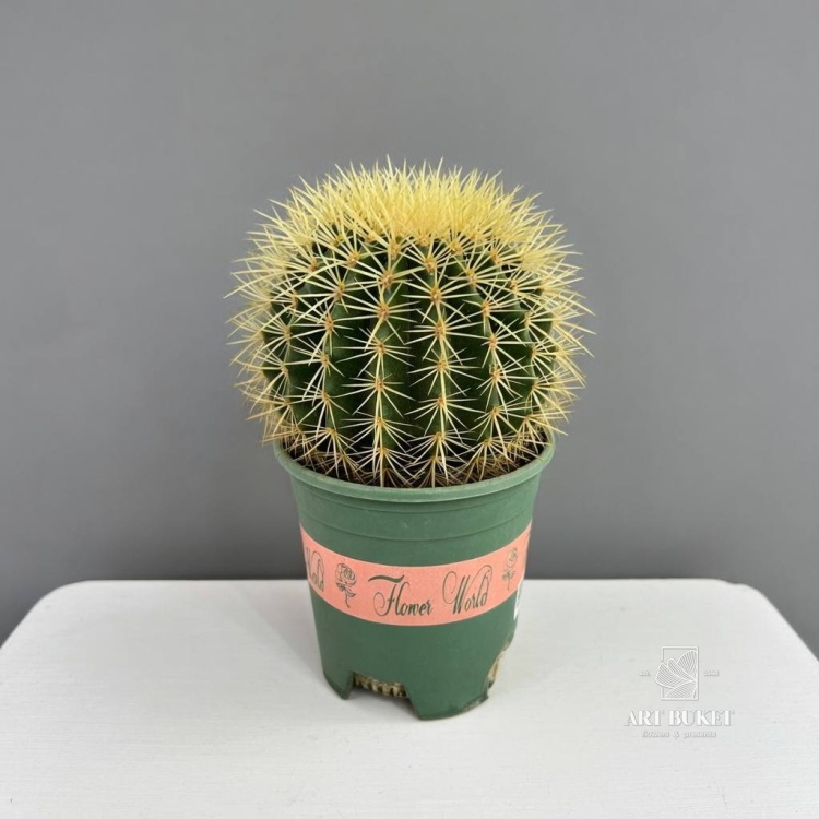 Эхинокактус Грузони D-18 H-25