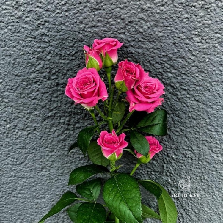 Роза Кустовая Розовая