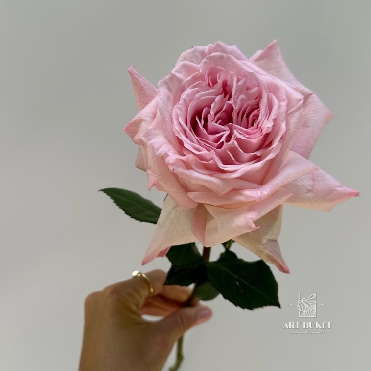 Пионовидная роза Пинк Охара (Pink Ohara)