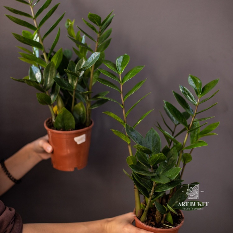 Замиокулькас 14 см (Zamioculcas)
