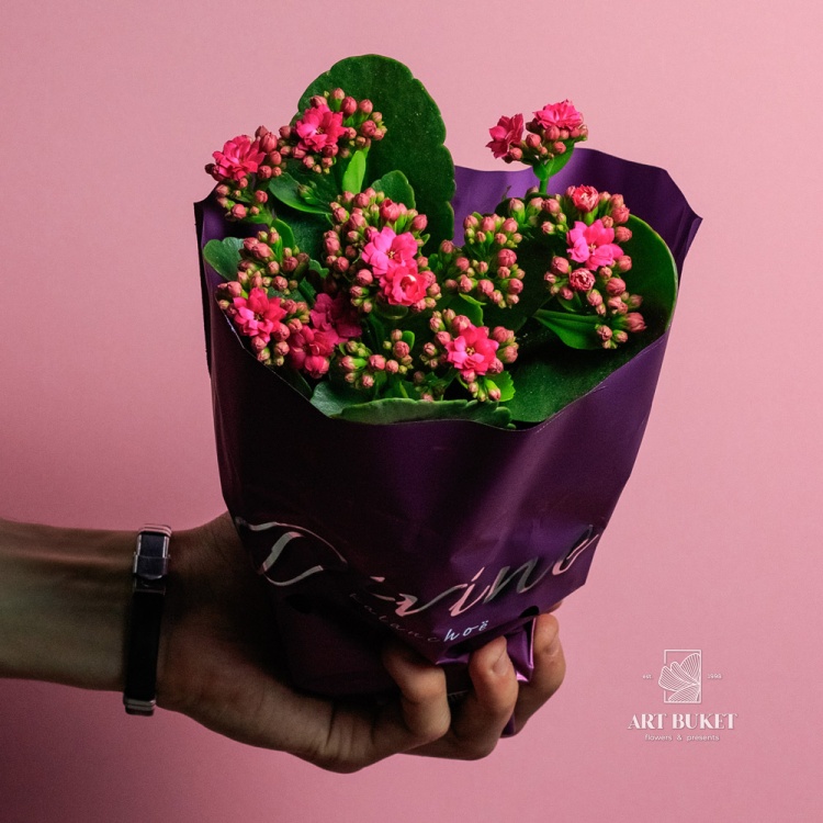 Каланхое 9 см