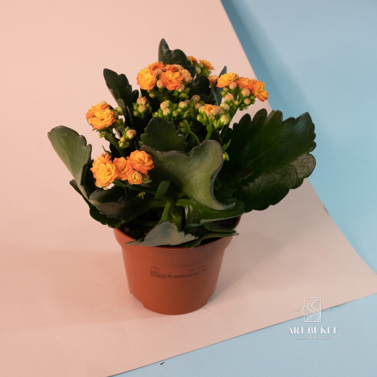 Каланхое 9 см