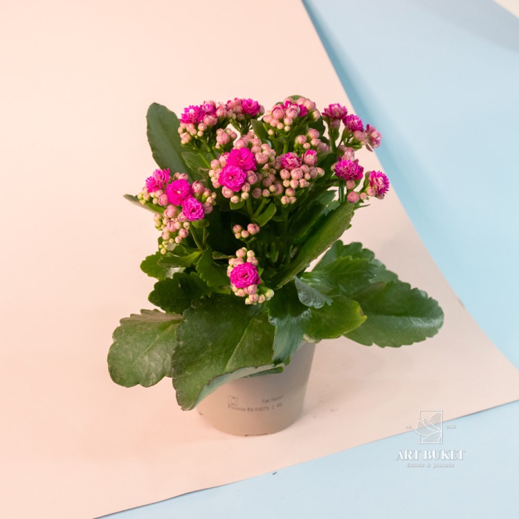 Каланхое 9 см