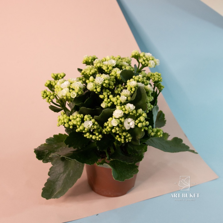 Каланхое 9 см