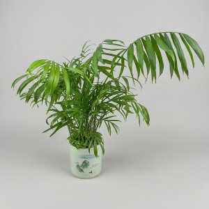 Хамедорея Элеганс в цветной керамике (D12)