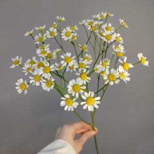 Ромашка Мелкая Полевая