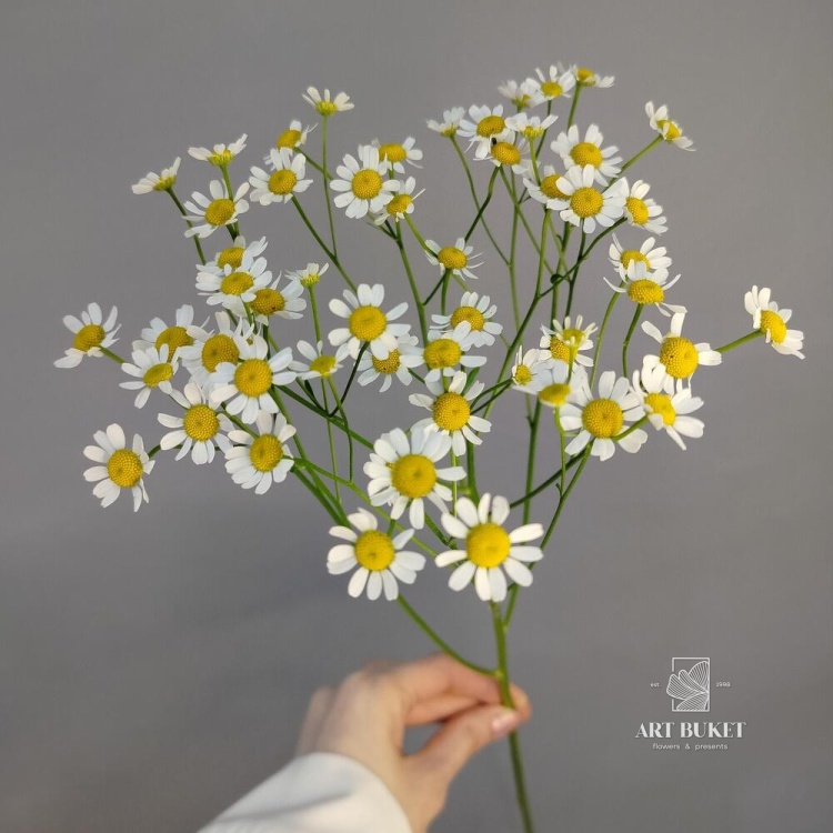 Ромашка Мелкая Полевая