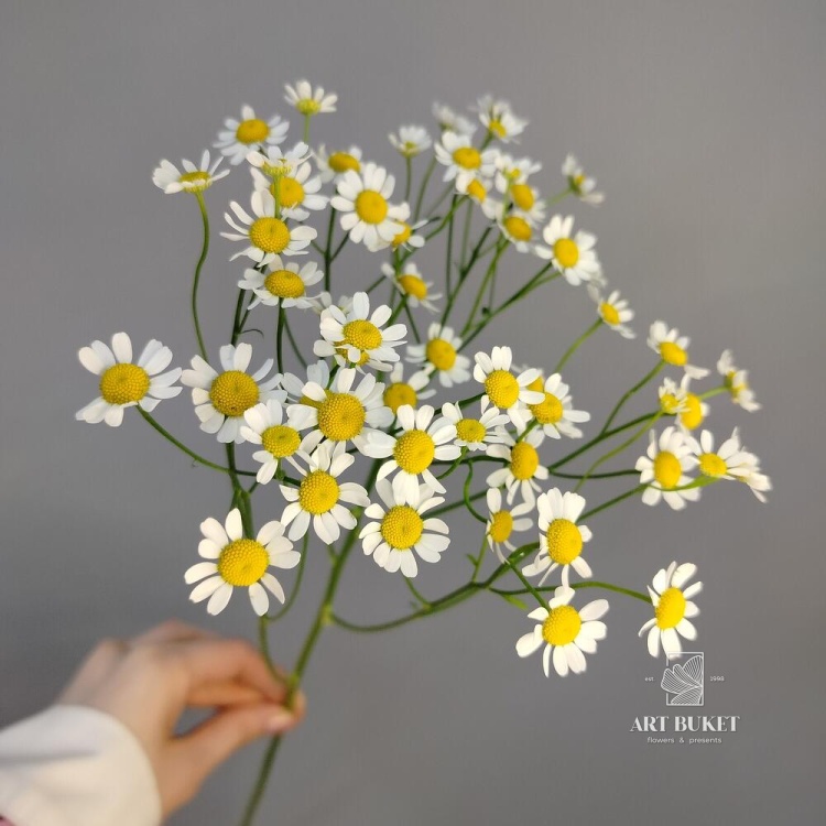 Ромашка Мелкая Полевая