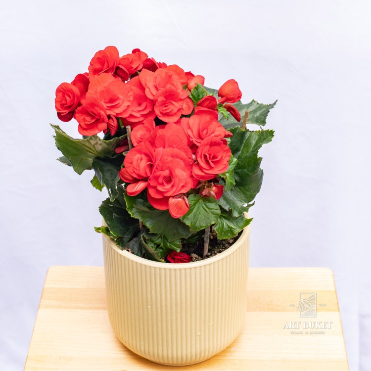 Бегония горшечная 14 см