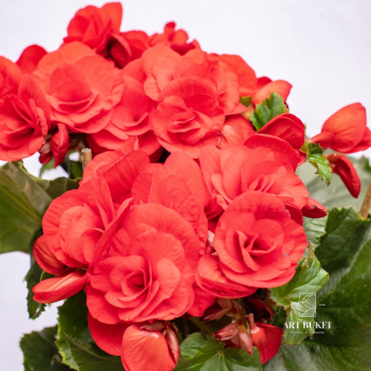 Бегония горшечная 14 см