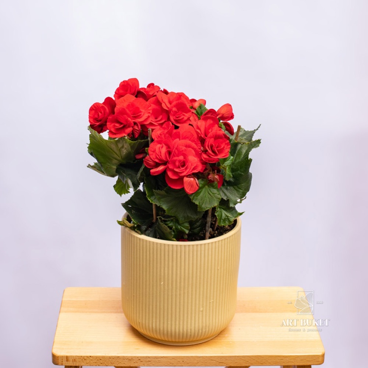 Бегония горшечная 14 см