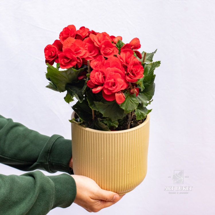 Бегония горшечная 14 см