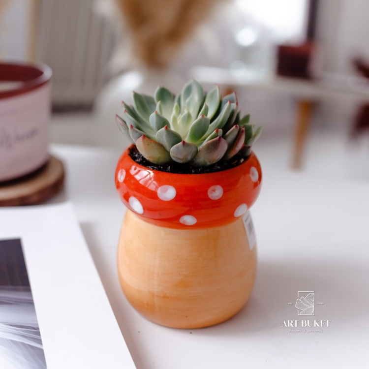 Композиция из суккулентов в керамике d9 h15