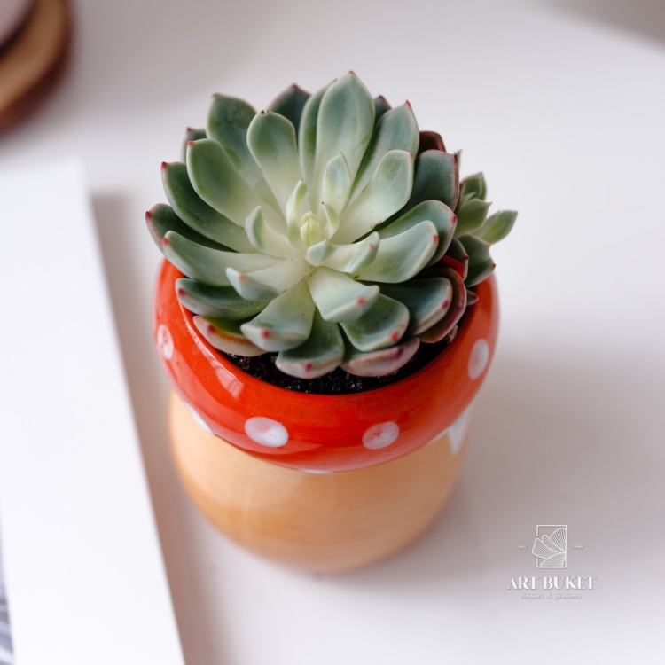 Композиция из суккулентов в керамике d9 h15