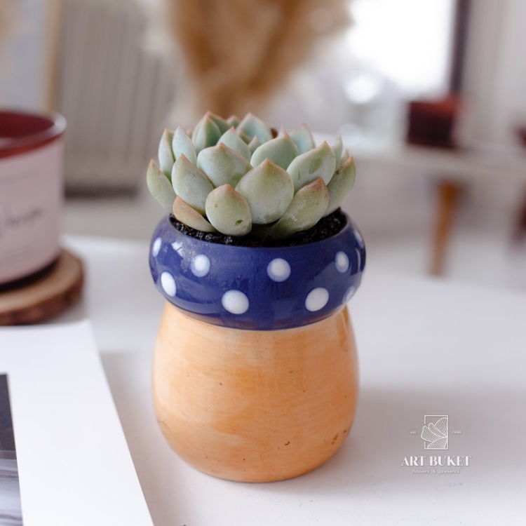 Композиция из суккулентов в керамике d9 h15