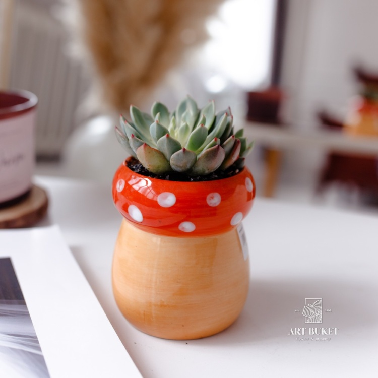 Композиция из суккулентов в керамике d9 h15