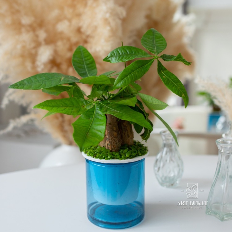 Пахира Акватика ствол на гидропонике (D12)