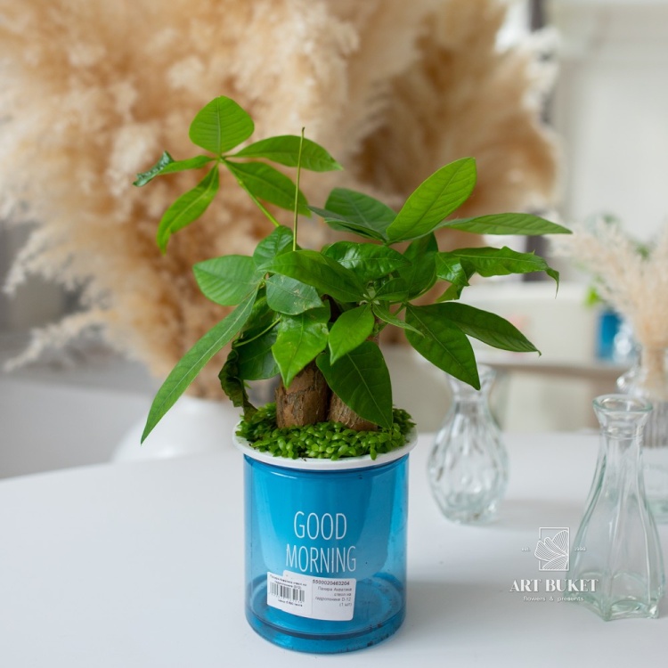 Пахира Акватика ствол на гидропонике (D12)