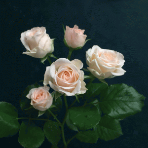 Роза Кустовая Кремовая