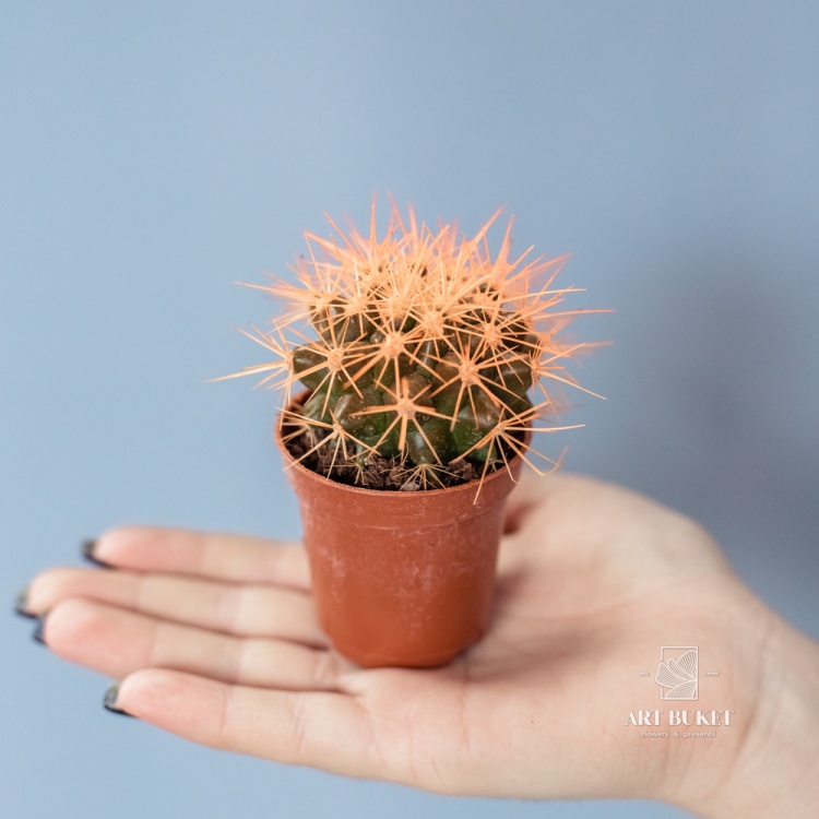 Кактус цветной 8 см