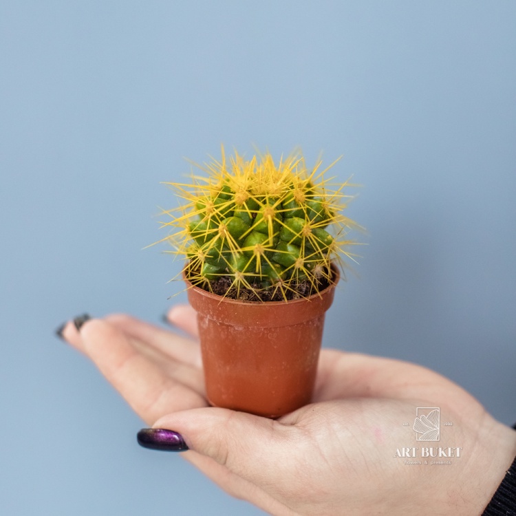 Кактус цветной 8 см