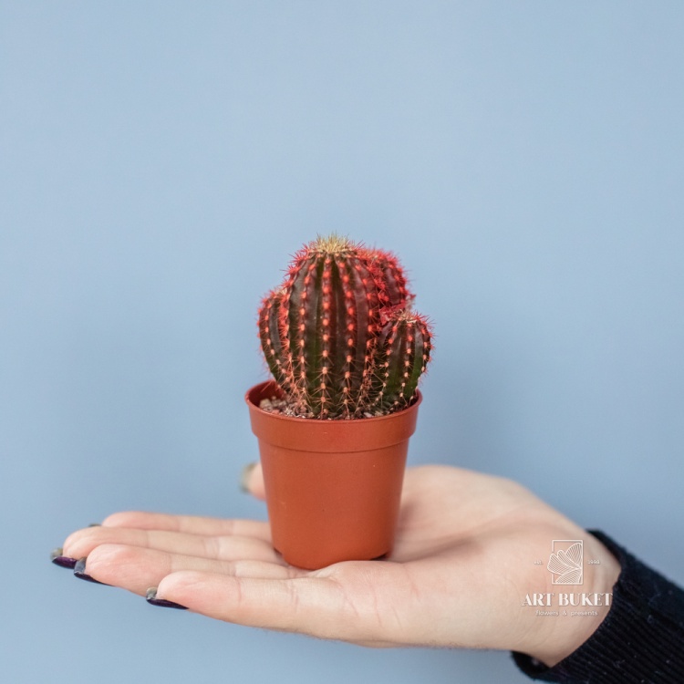 Кактус цветной 8 см