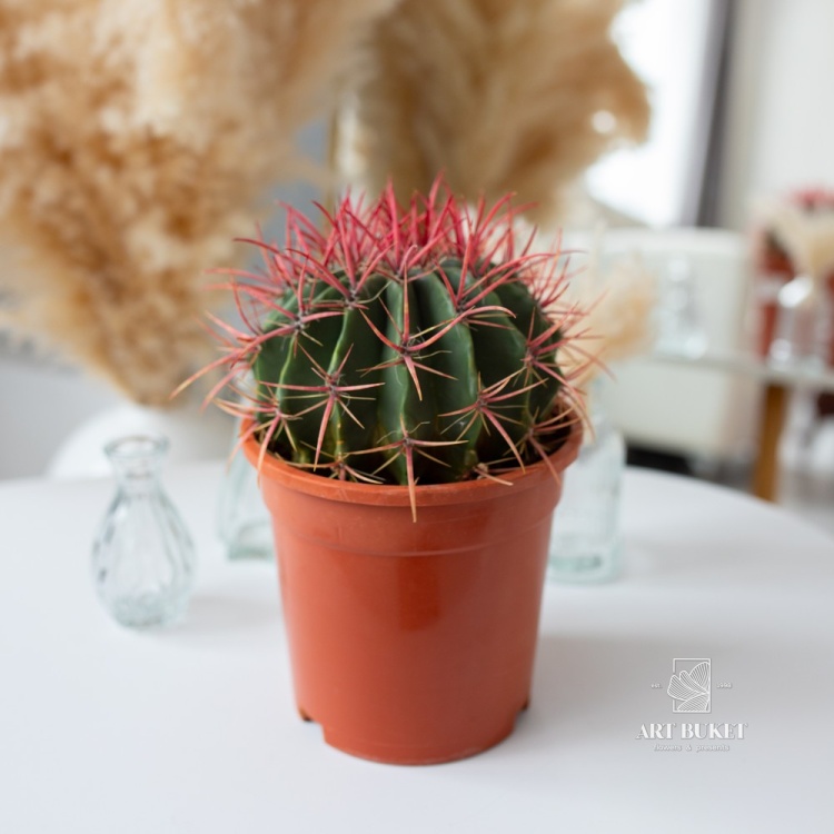 Кактус цветной 8 см