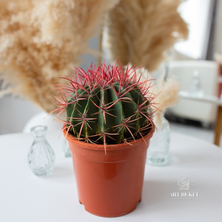 Кактус цветной 8 см