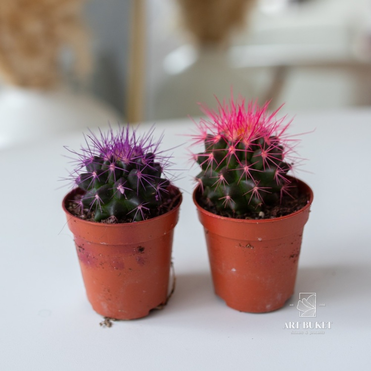 Кактус цветной 8 см