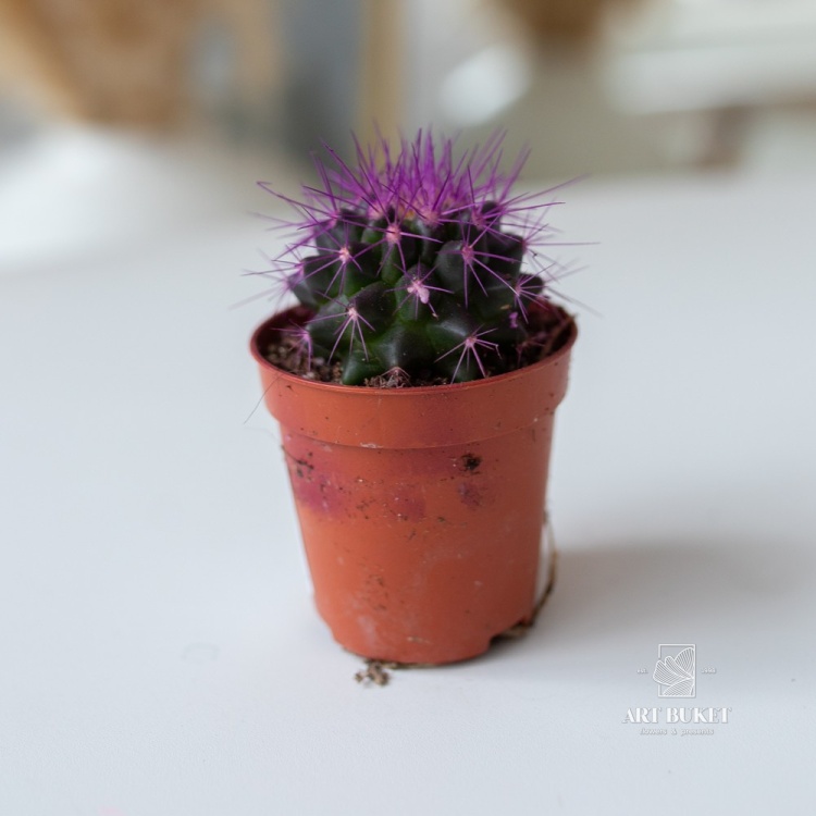 Кактус цветной 8 см