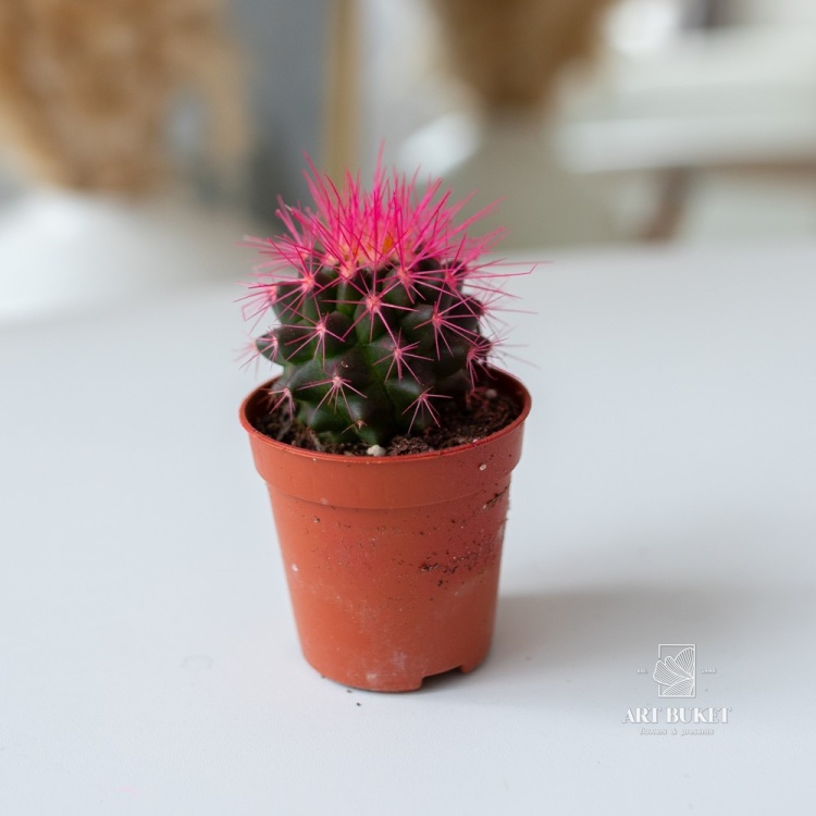 Кактус цветной 8 см